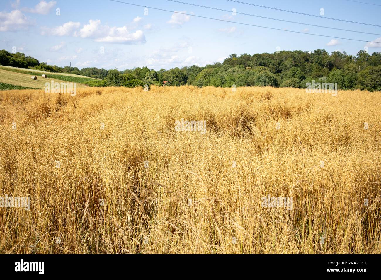 Oat field and straw bales Stock Photo Alamy