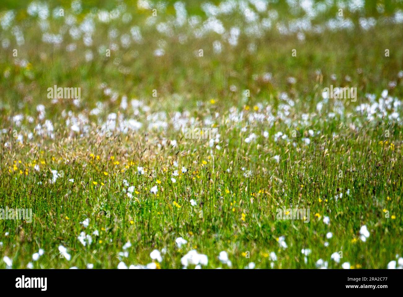 The machair, machair is a Gaelic word meaning fertile low lying grassy plain. This is the name given to one of the rarest habitats in Europe. Stock Photo