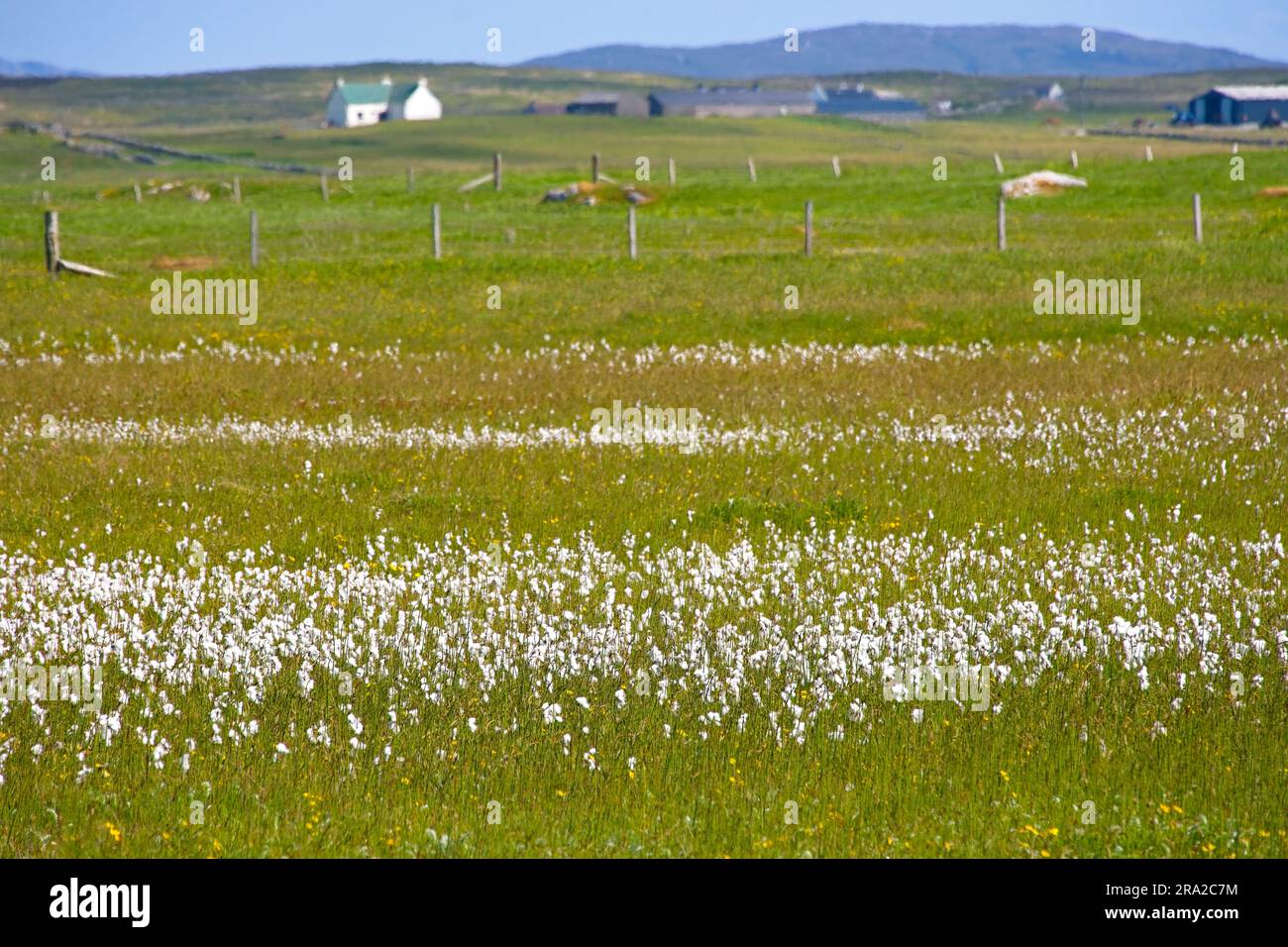 The machair, machair is a Gaelic word meaning fertile low lying grassy plain. This is the name given to one of the rarest habitats in Europe. Stock Photo