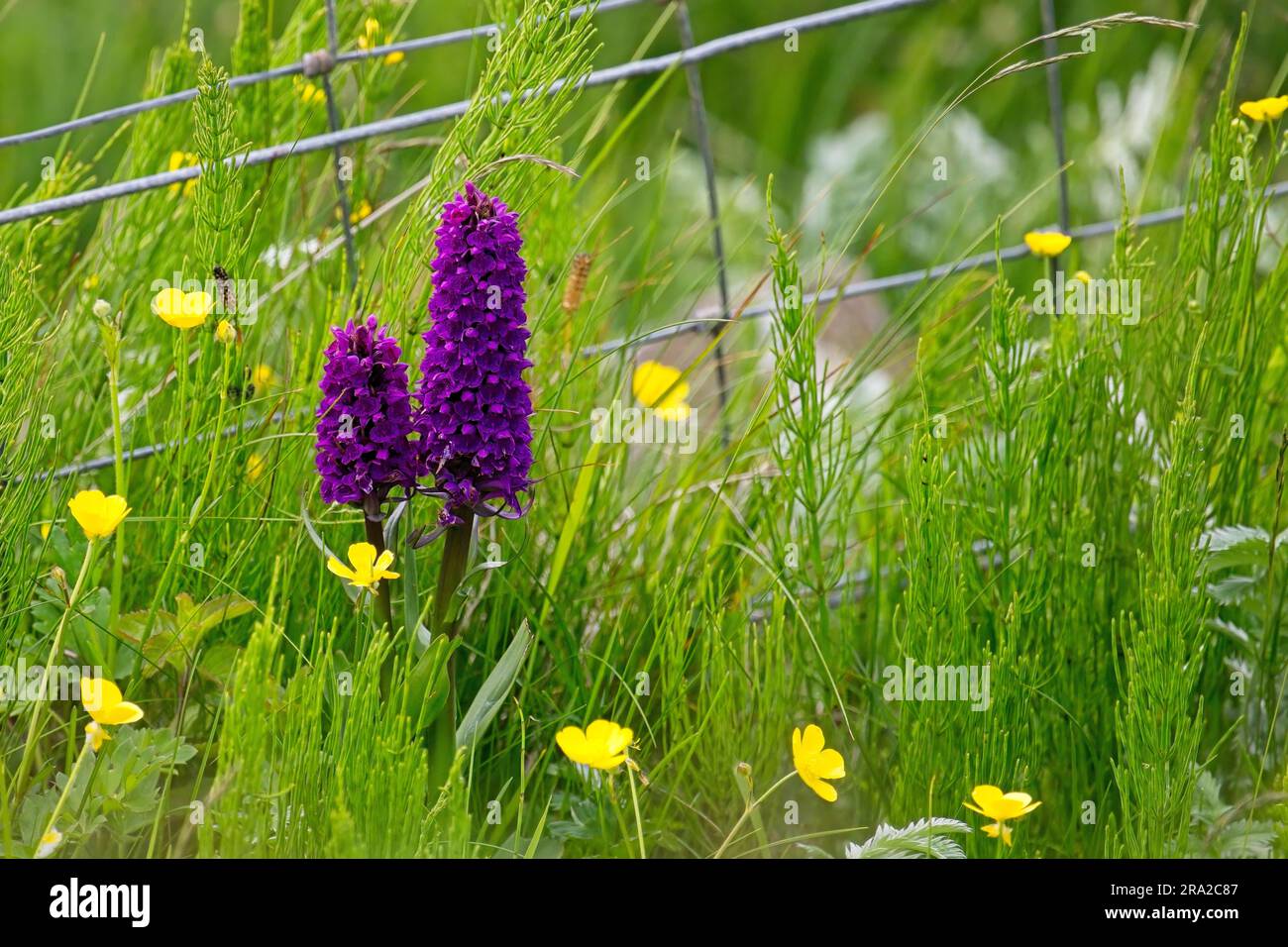 A Dactylorhiza ebudensis, Hebridean Marsh-orchid flourishing on the machair. Machair is a Gaelic word meaning fertile low lying grassy plain. Stock Photo