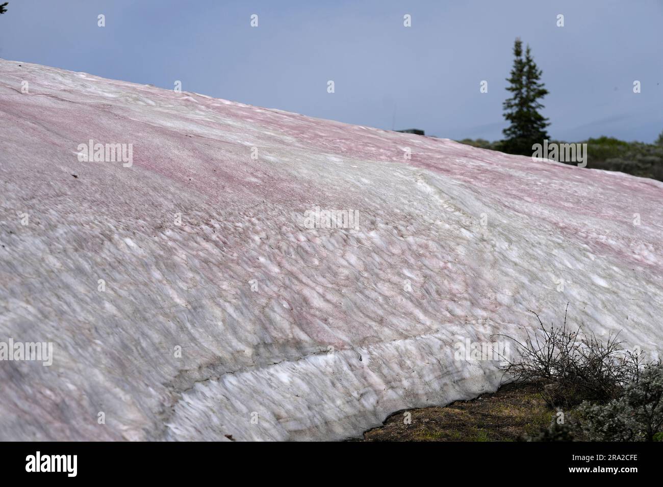 An algae that provides snow banks a pink hue has piqued the curiosity ...