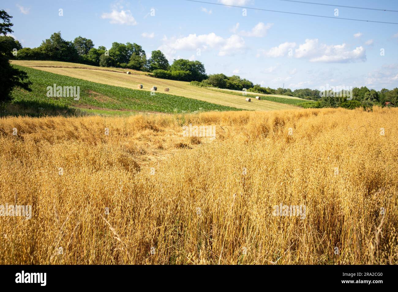 Oat field and straw bales Stock Photo Alamy