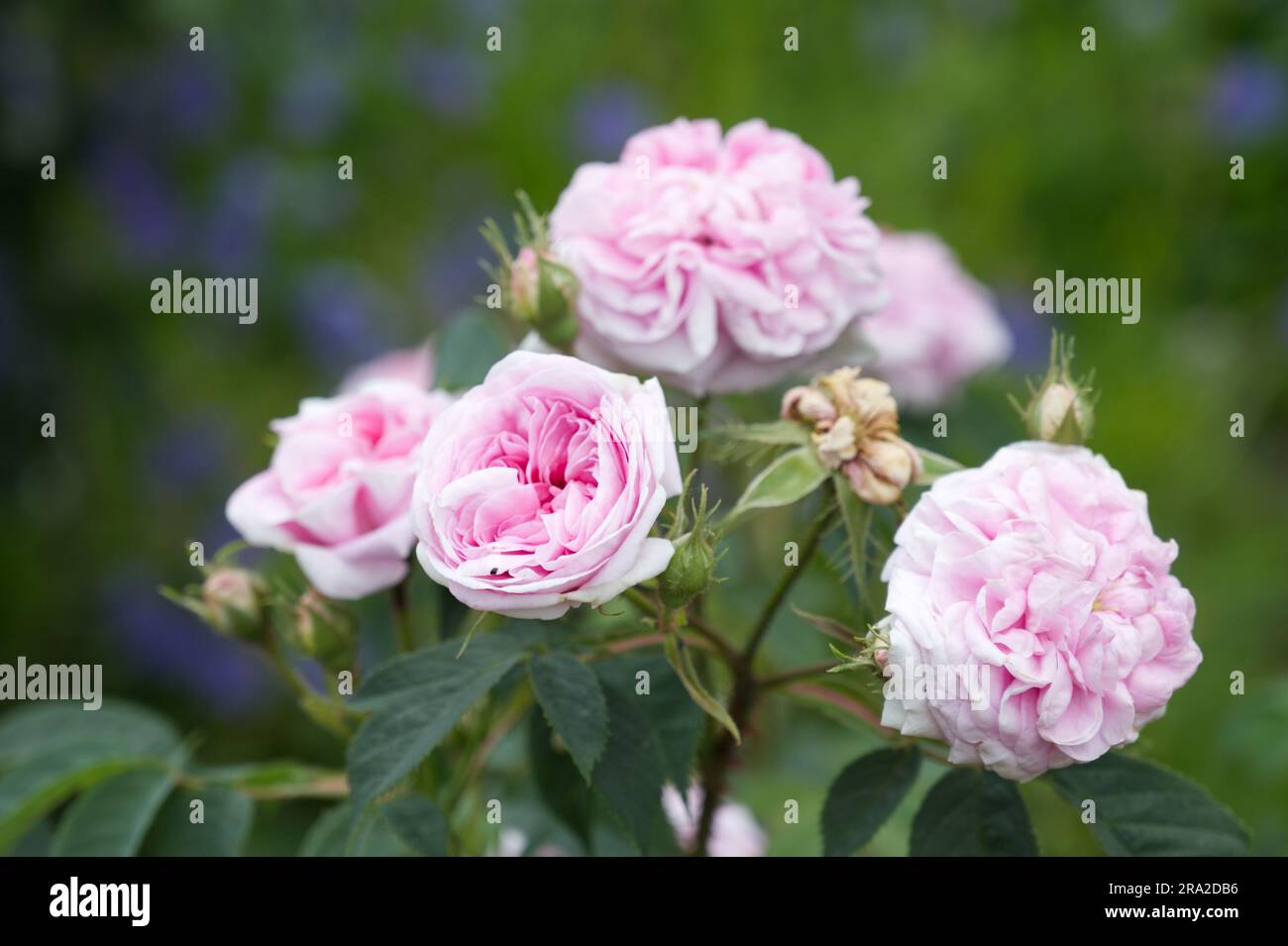 Danemark hires stock photography and images Alamy