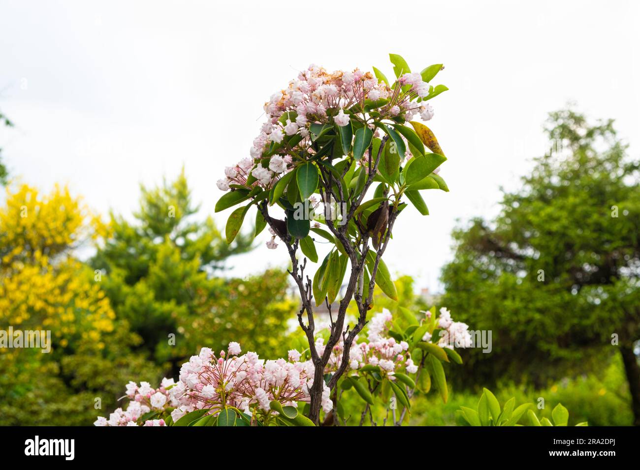 Broad-leaved Kalmia latifolia berglorbeer, HeatherEricaceae family ...