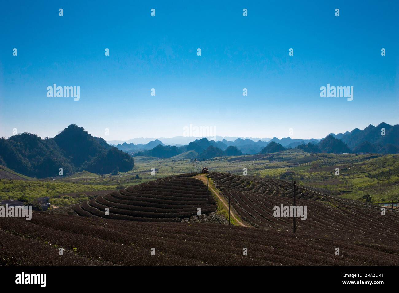 Tea hill in Moc Chau Stock Photo Alamy