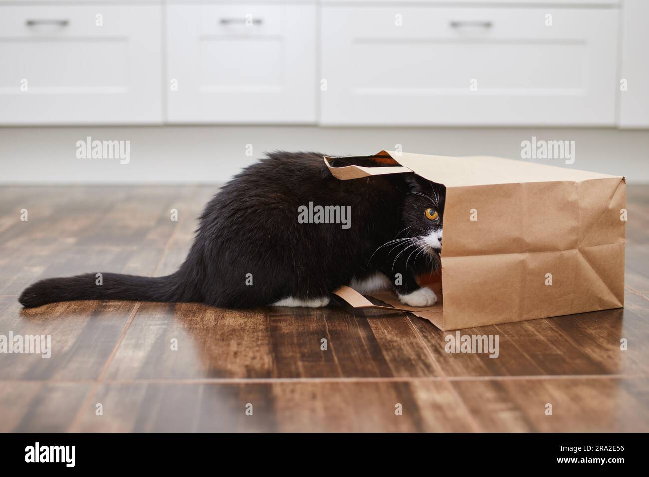 Domestic life with pet. Naughty cat guiltily looking from shopping bag. Curious cat alone at home kitchen. Stock Photo