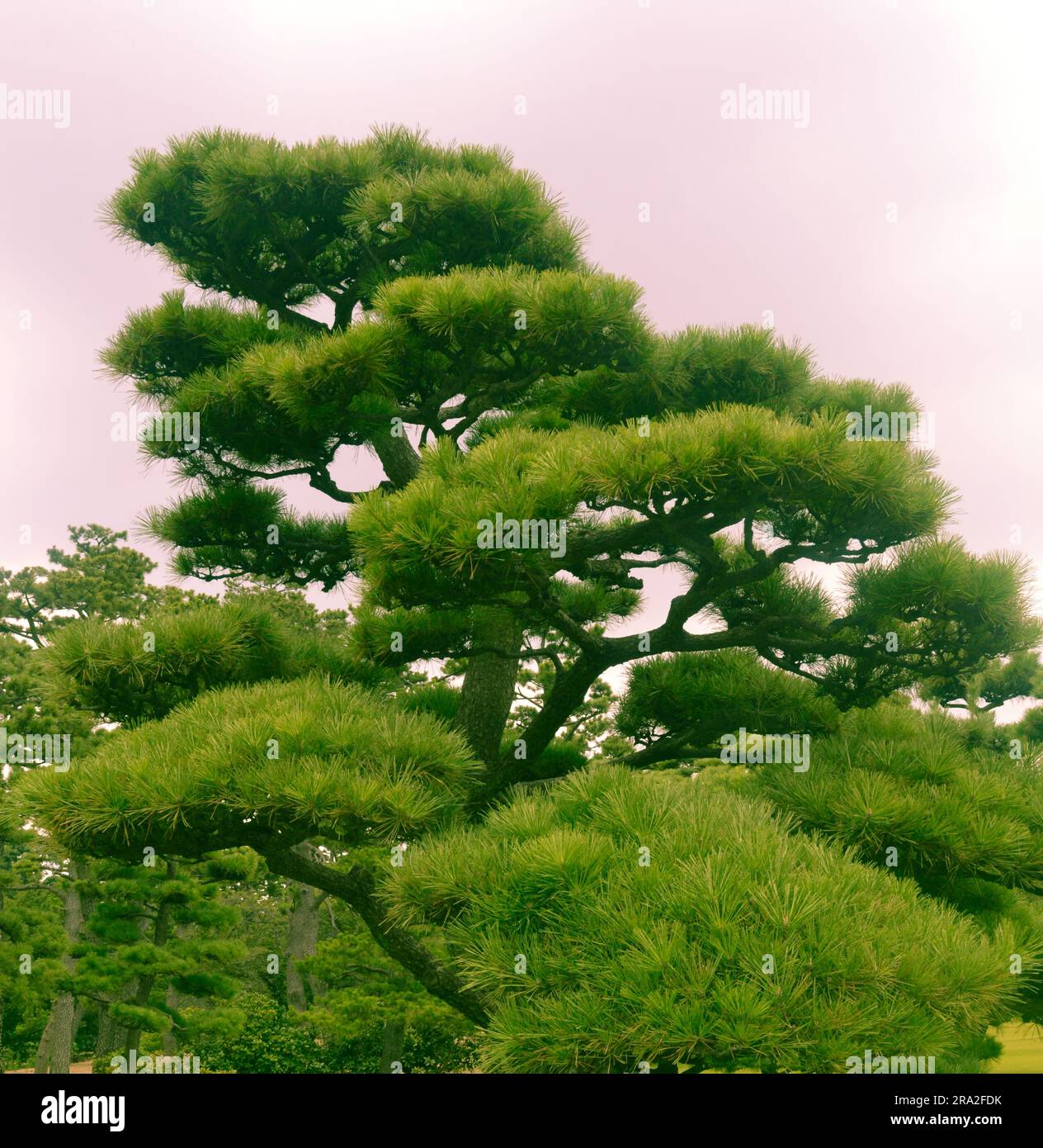 Japan Travel, voyage au Japon Stock Photo