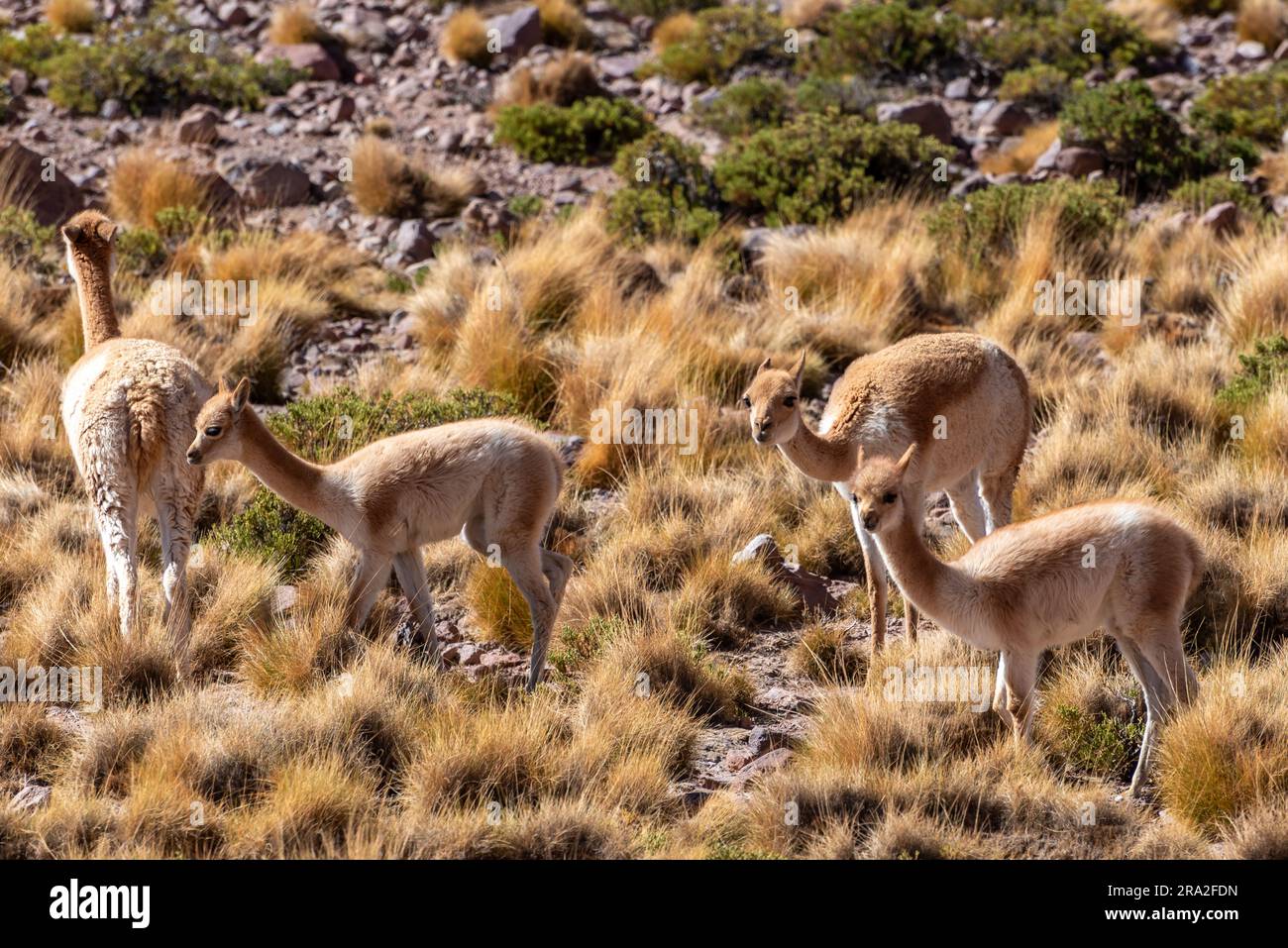 Group of guanacos at a prairie in Atacama desert Stock Photo