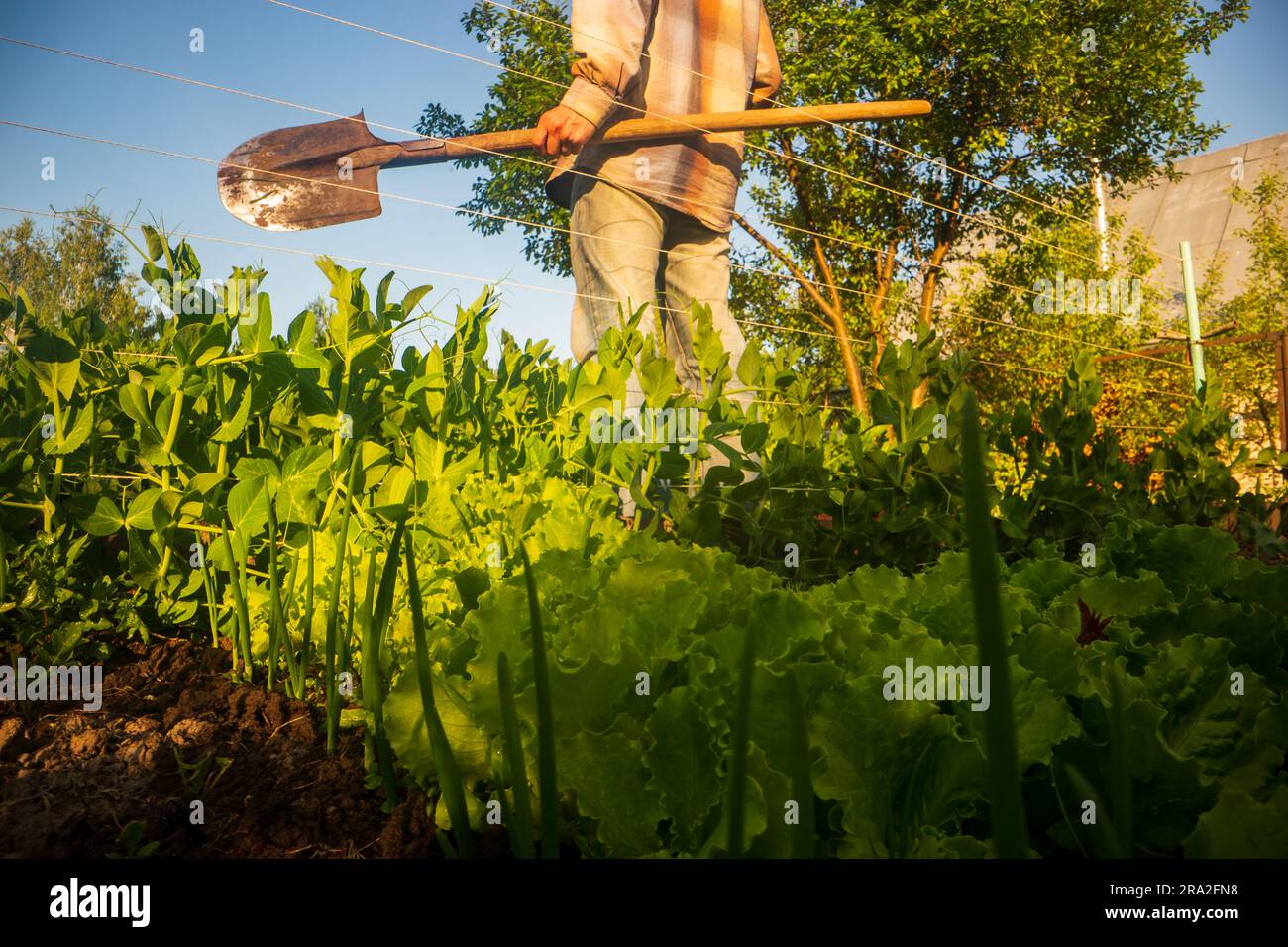 The farmer stands with a shovel in the garden at the farm. Gardening ...