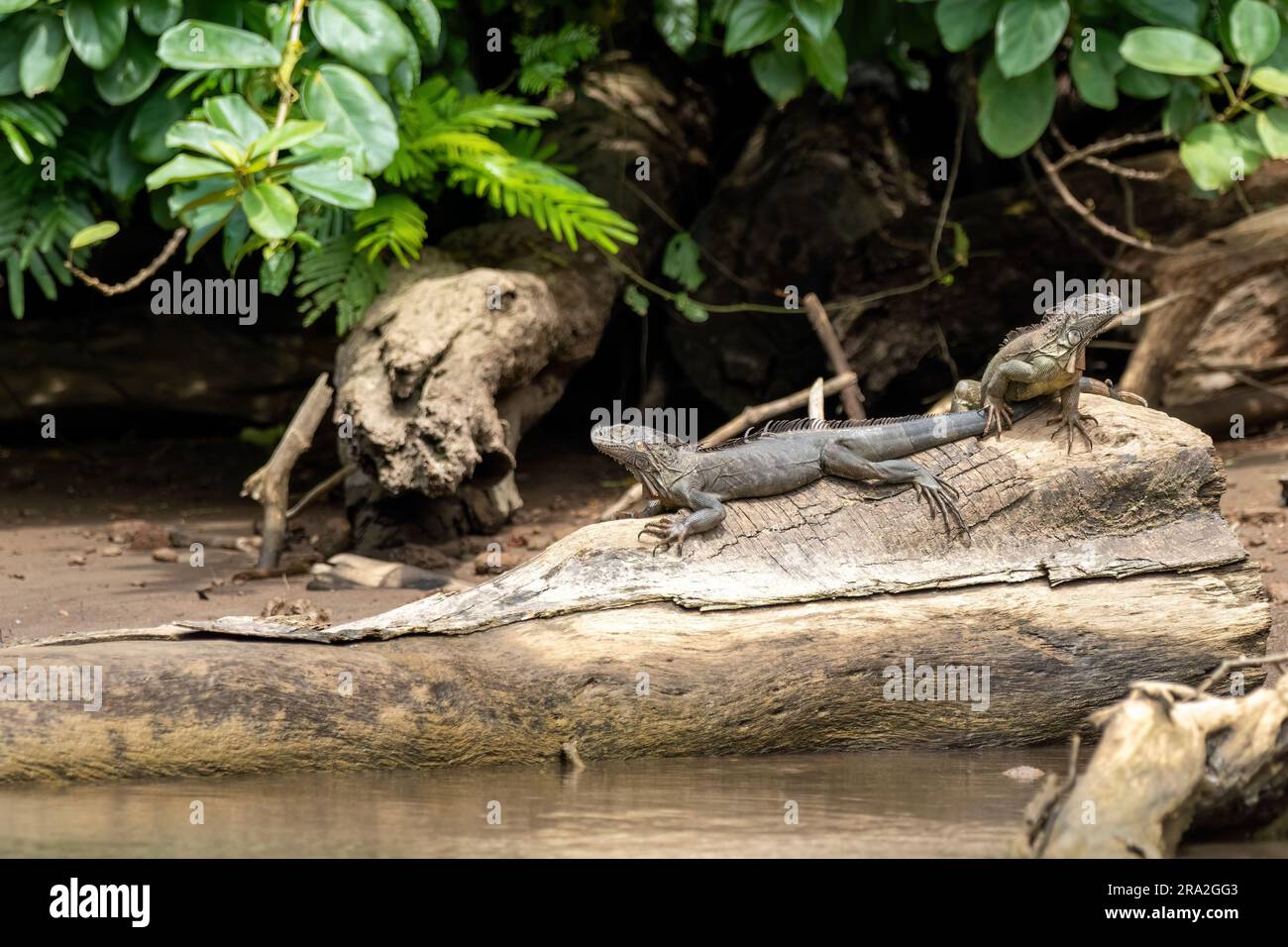 Two iguanas atop a large wood surrounded by lush green bushes in a