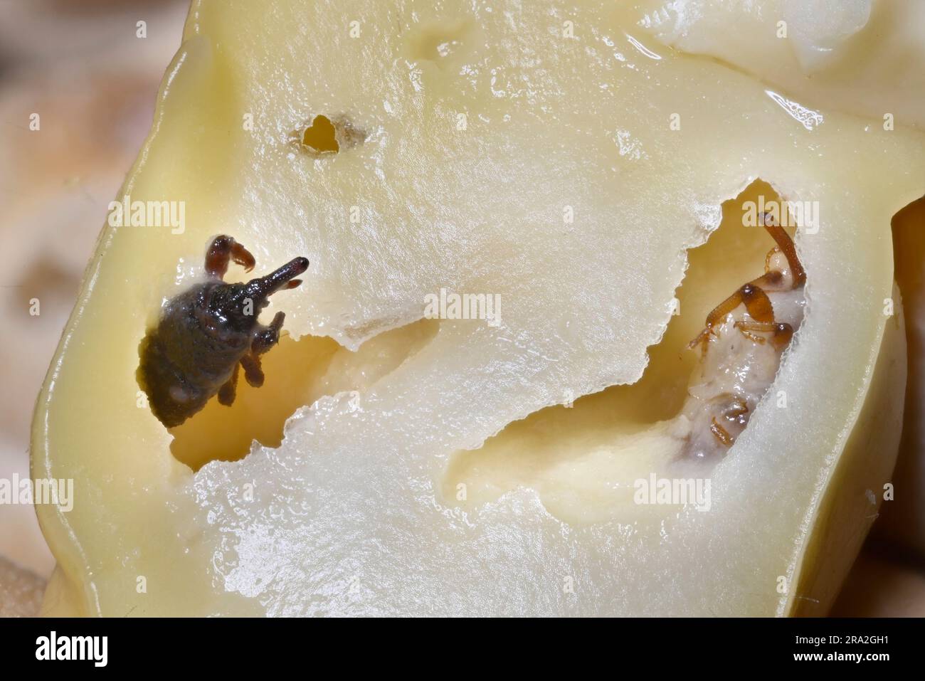 Granary Weevil (Sitophilus granarius) also Grain / Wheat Weevil. Dead specimen found inside a soaked chickpea. c4mm long Stock Photo