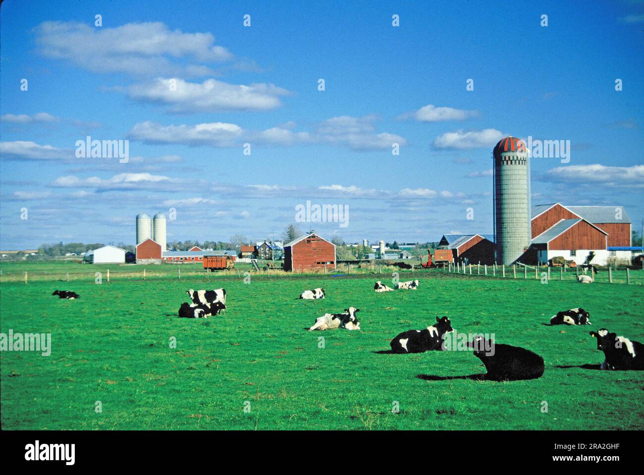 cattle grazing before a farm, Vermont, USA Stock Photo