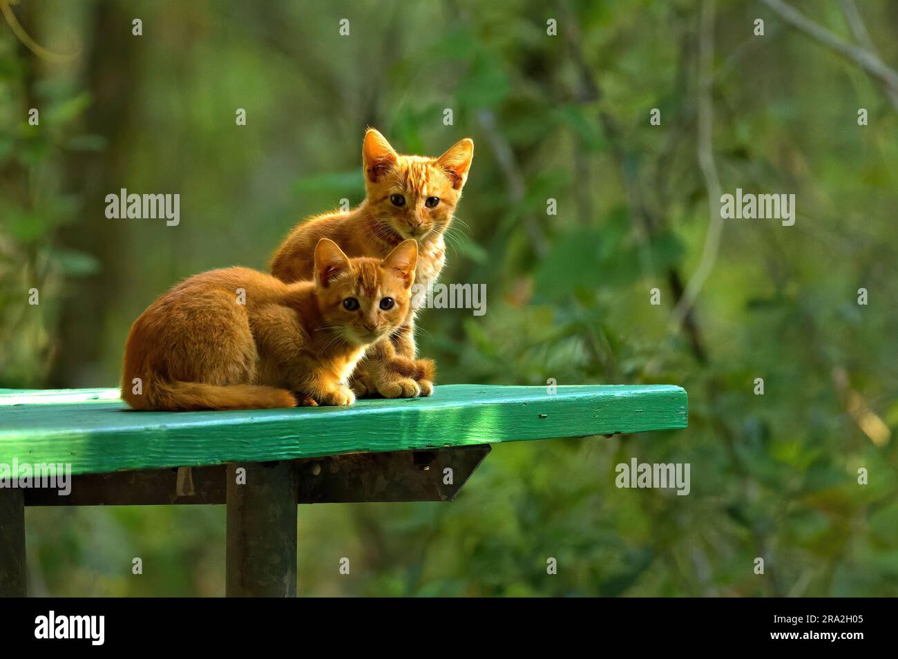 Yellow Kittens Stock Photo