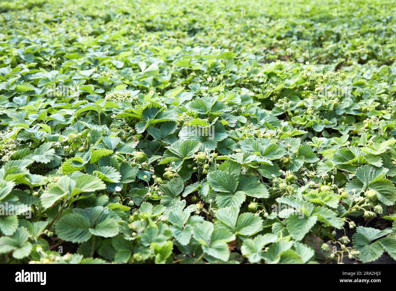 strawberries bloomed in the garden. Strawberry Plant Stock Photo - Alamy