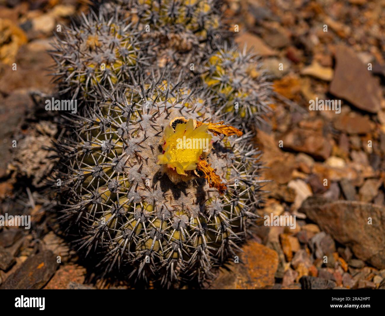 Flor de cactus del desierto Stock Photo