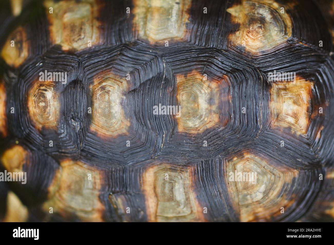 Close-up of hard turtle shell layered structure as natural protection. Stock Photo