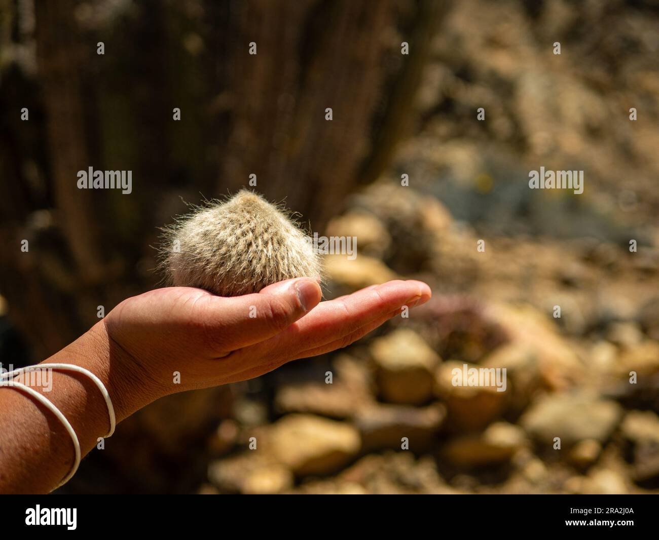 Cactus peludo hi-res stock photography and images - Alamy