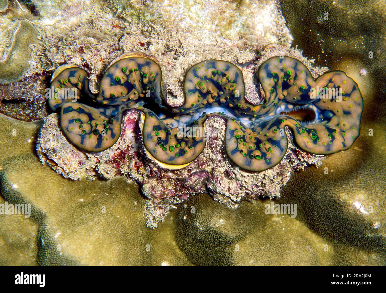 Giant Clam (Tridacna maxima) from southern Thailand. Stock Photo