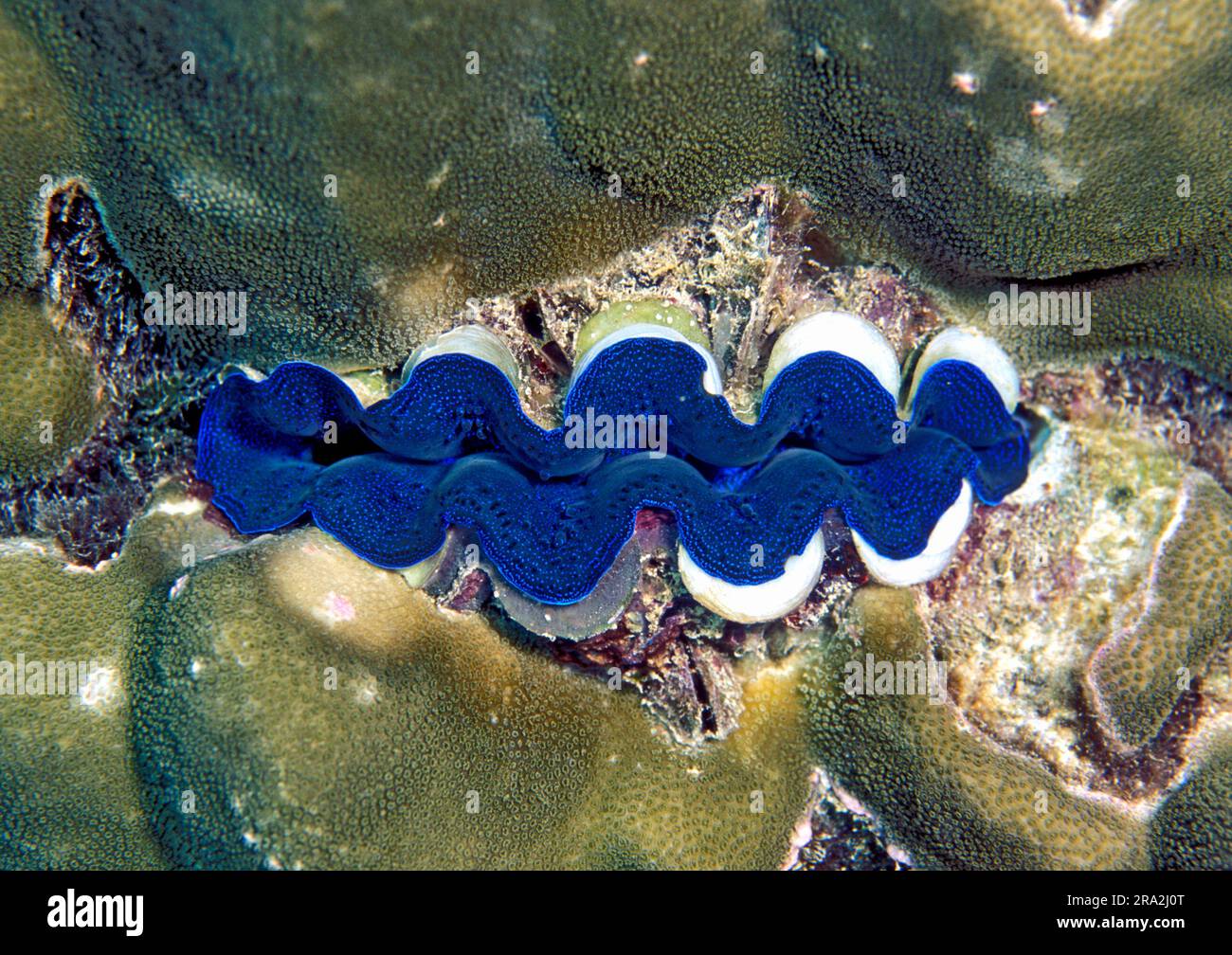 Giant clam (Tridacna maxima) from southern Thailand. Stock Photo
