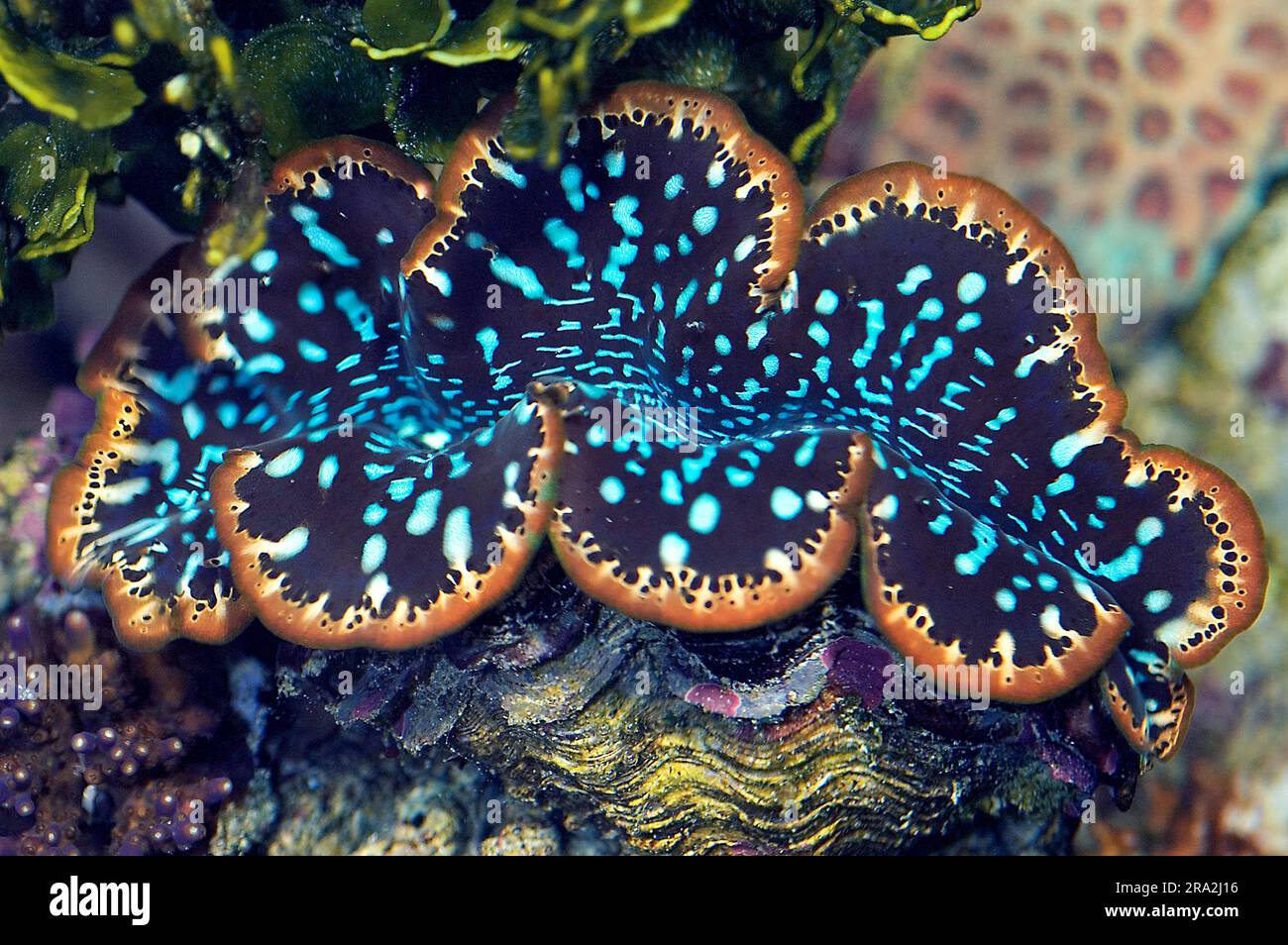 Giant clam (Tridacnaa sp., robably Tridacna maxima.). Aquariumphoto. Stock Photo