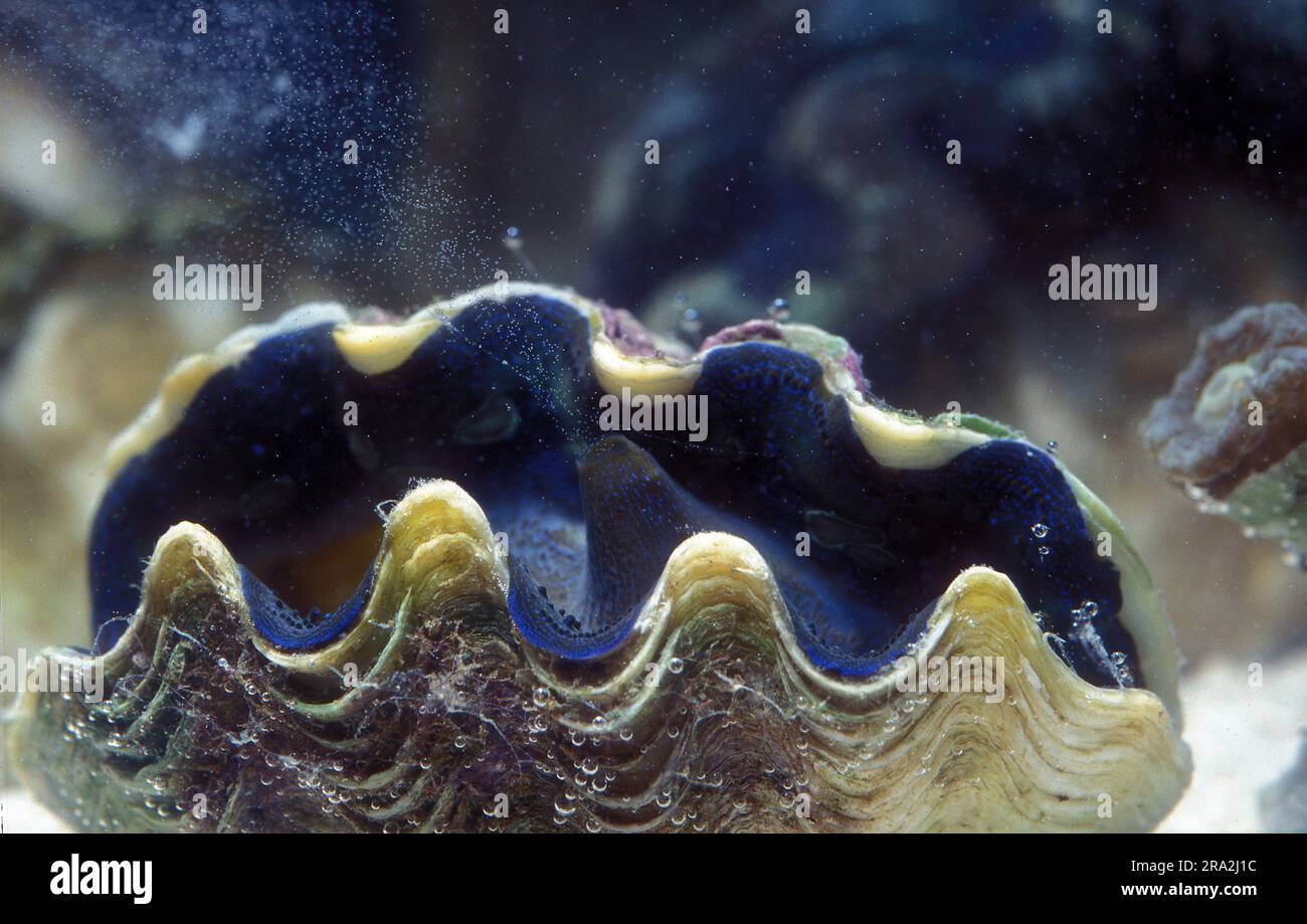 Giant clam (Tridacna crocea, female) spawning Stock Photo - Alamy