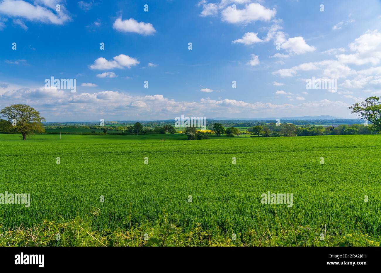 Wide view across grassland and meadows from Welsh Frankton in