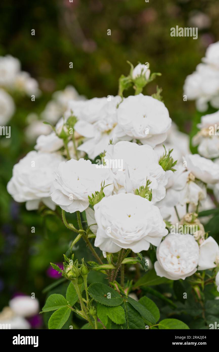 Double white summer flowers of damask rose Rosa Mme Hardy in UK garden June Stock Photo