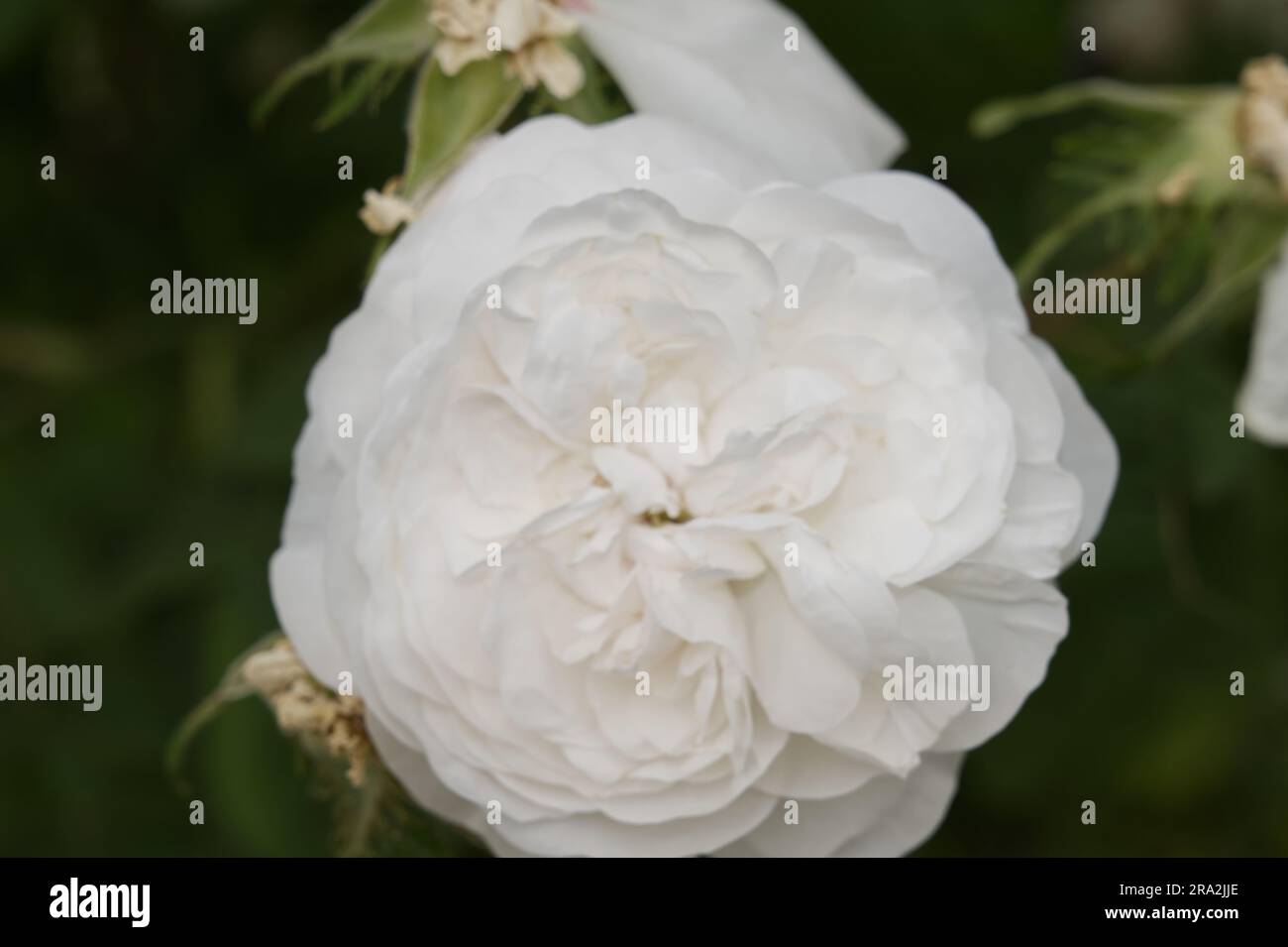 Double white summer flowers of damask rose Rosa Mme Hardy in UK garden June Stock Photo