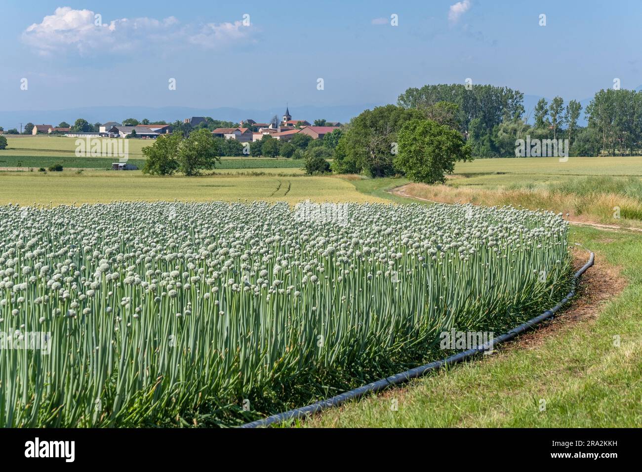 France, Puy de Dome, Chappes, growing onions for seed production, plain of Limagne, near Riom, Chaine des Puys in the background Stock Photo