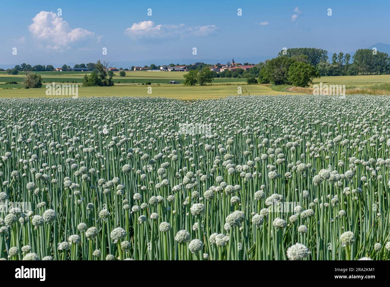 France, Puy de Dome, Chappes, growing onions for seed production, plain of Limagne, near Riom, Chaine des Puys in the background Stock Photo