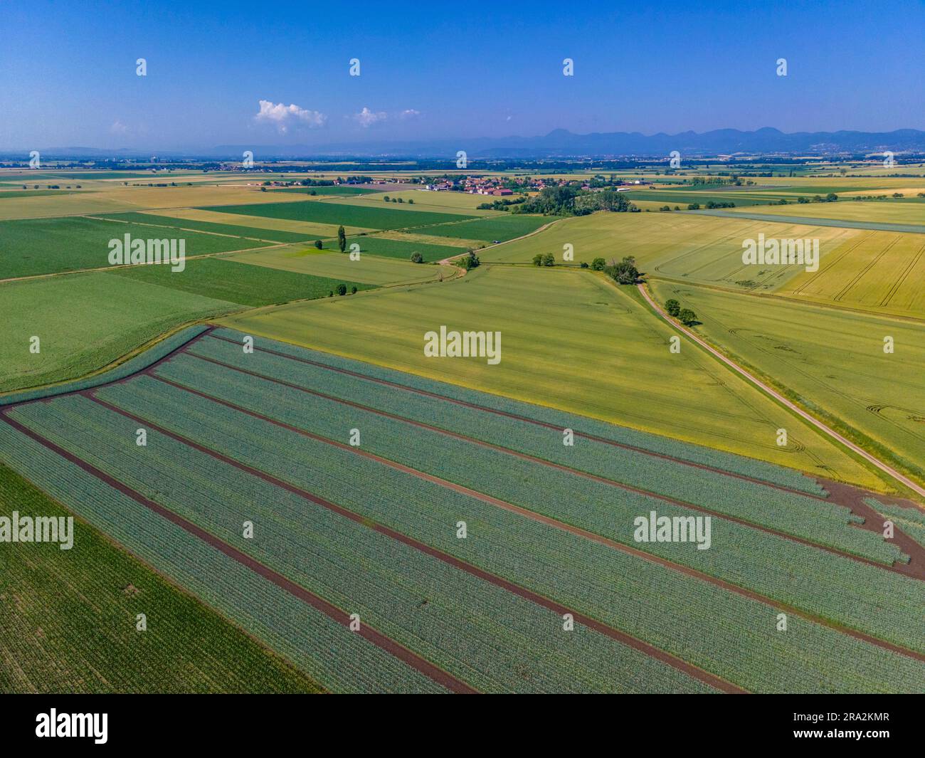 France, Puy de Dome, Chappes, growing onions for seed production, plain of Limagne, near Riom, Chaine des Puys in the background (aerial view) Stock Photo