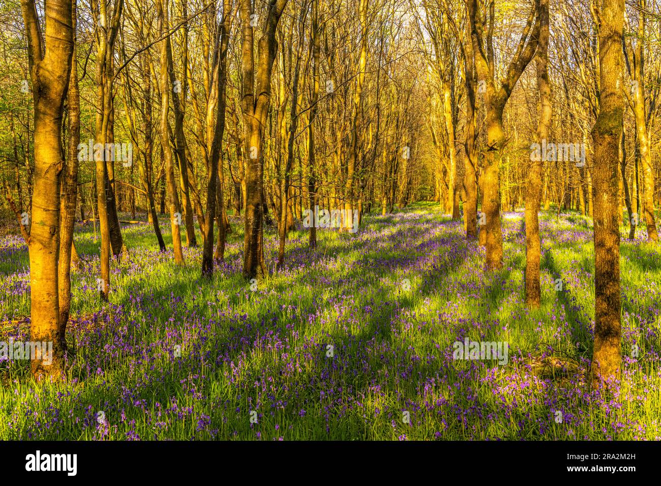 France, Somme, Crécy-en-Ponthieu, Fôret de Crécy, Wood Hyacinth (Hyacinthoides non-scripta), wild hyacinth Stock Photo