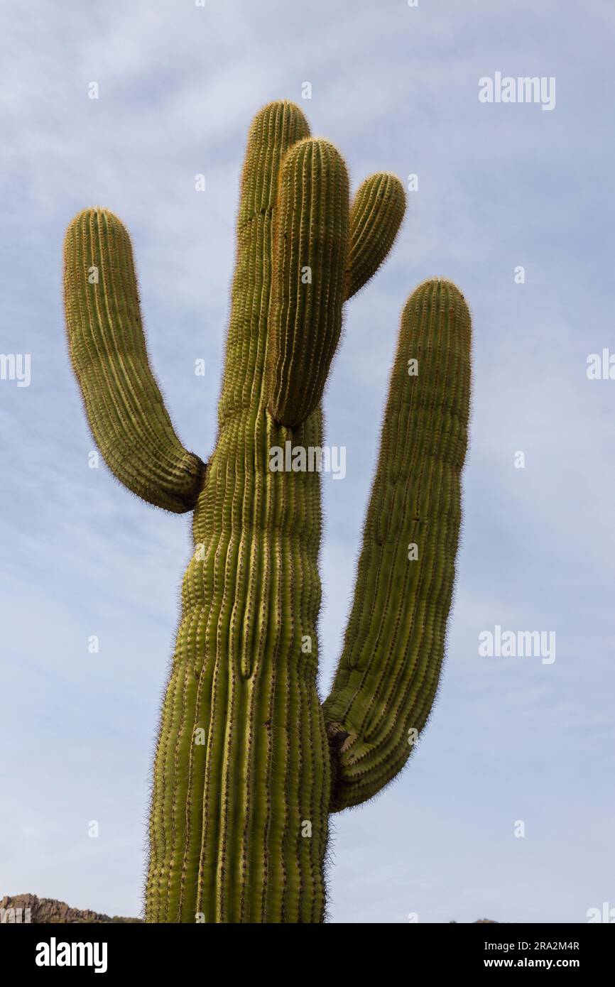 A cactus plant pictured in its natural habitat, surrounded by rocks Stock  Photo - Alamy