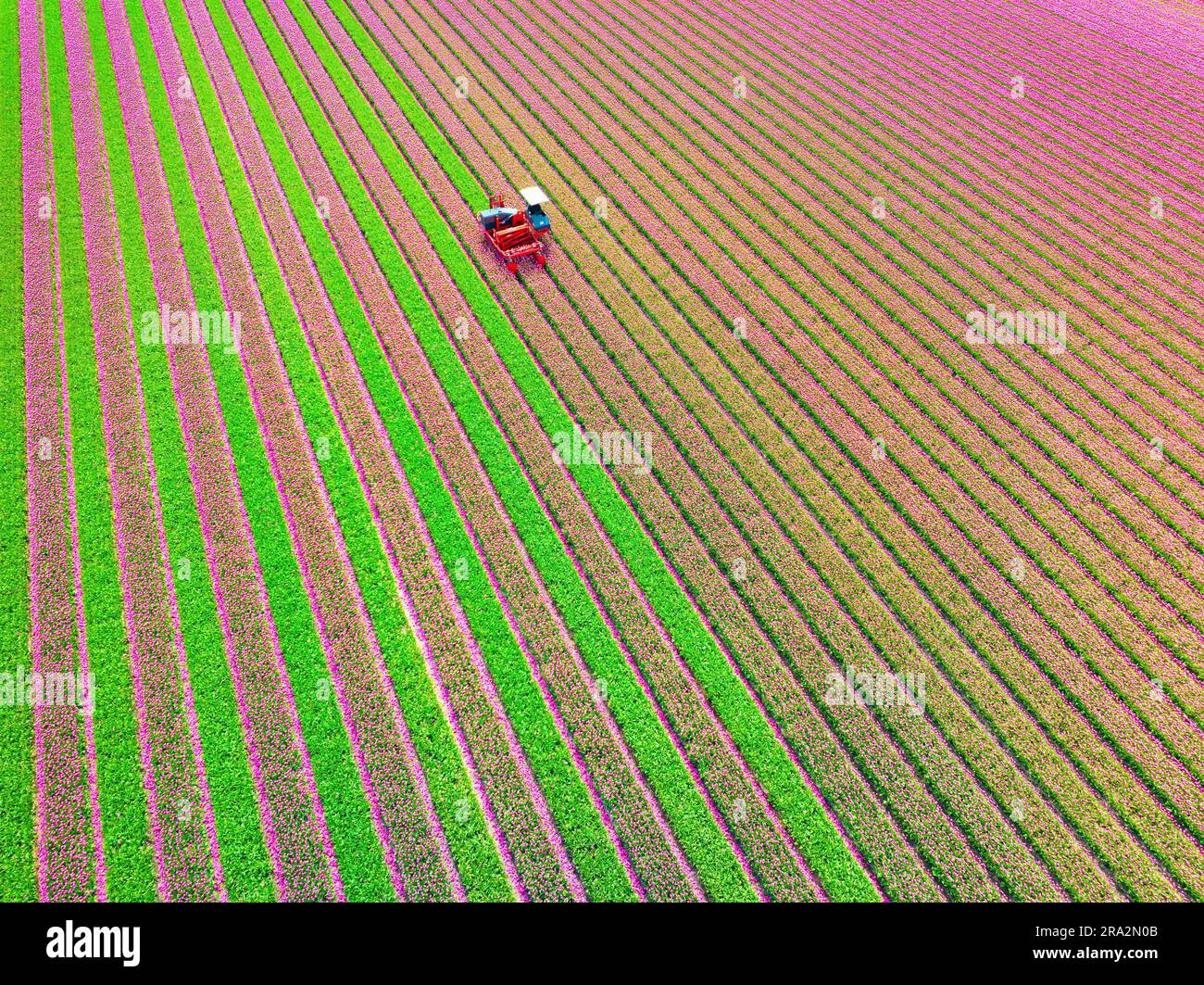 Netherlands, North Netherlands, Emmeloord, tulip field (aerial view) Stock Photo
