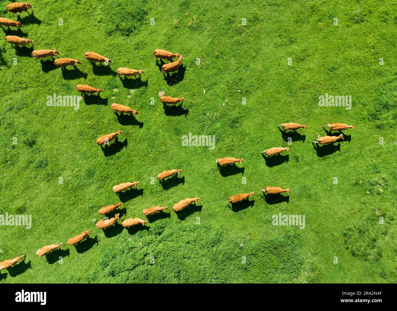 France, Eure, Saint Pierre la Garenne, Pressagny l'Orgueilleux, herd of cows (aerial view) Stock Photo
