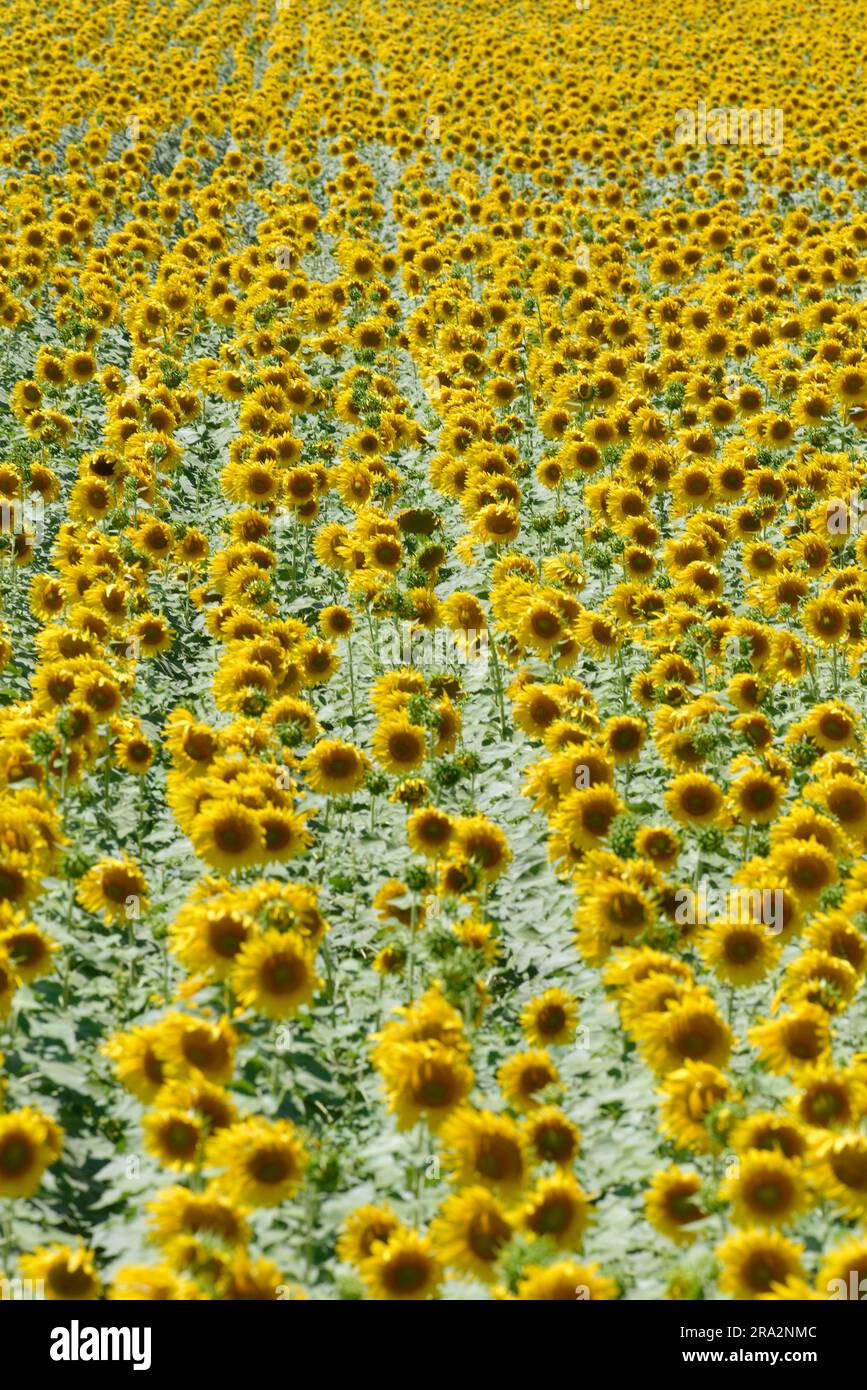 France, Vaucluse, Bollene, sunflower fields, agricultural landscape of the Rhone Valley Stock Photo