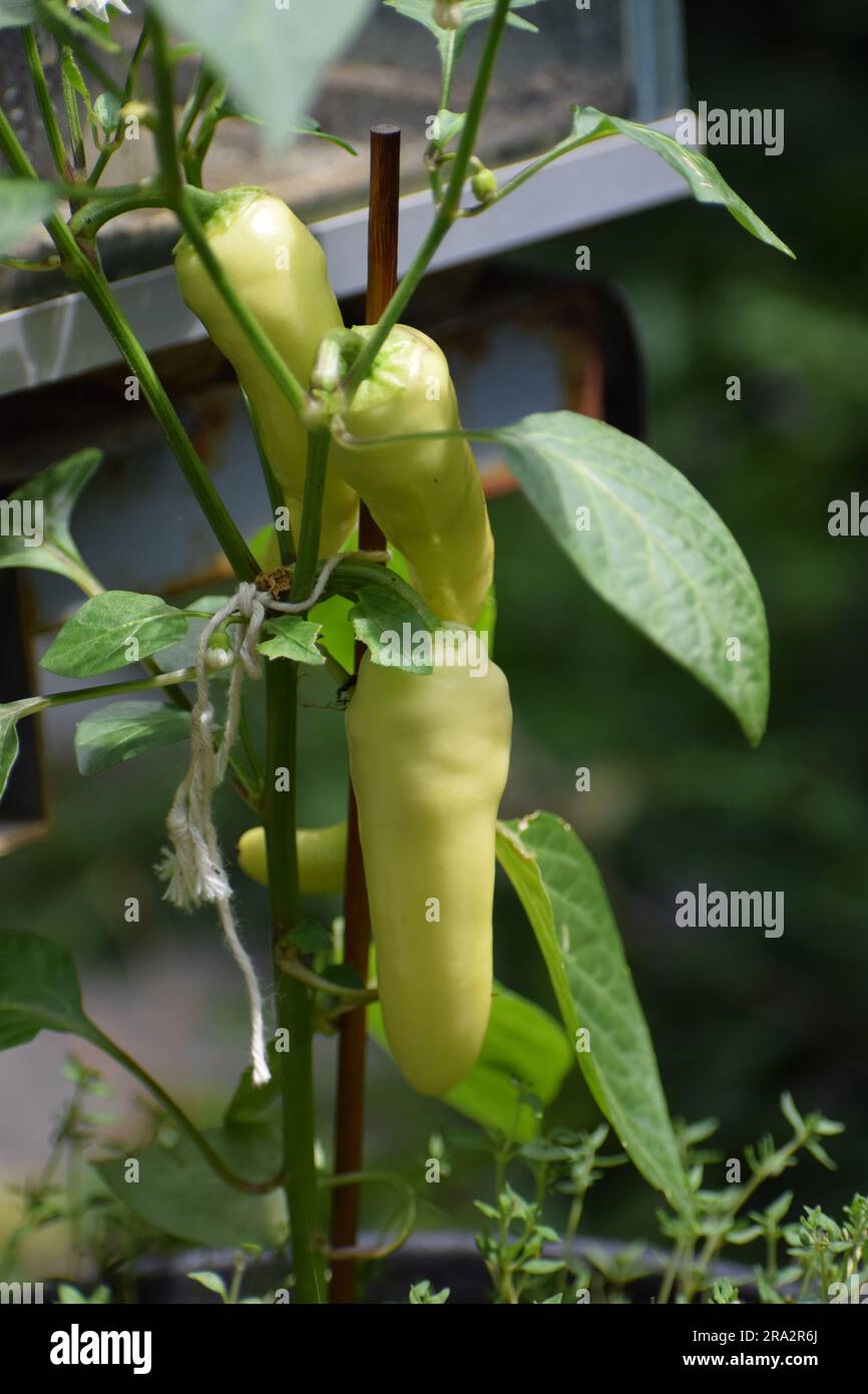 yellow hot Chili Stock Photo