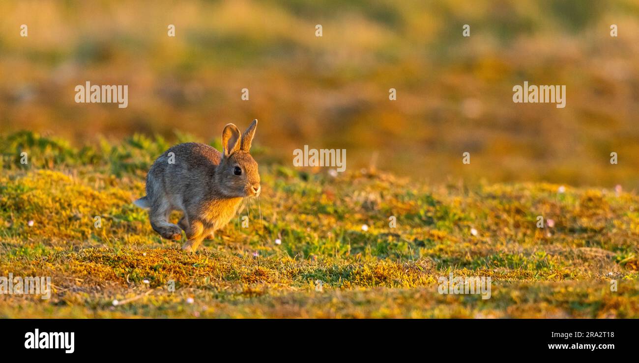 France, Somme, Baie de Somme, Cayeuxsurmer, Ault, Le Hâble d'Ault