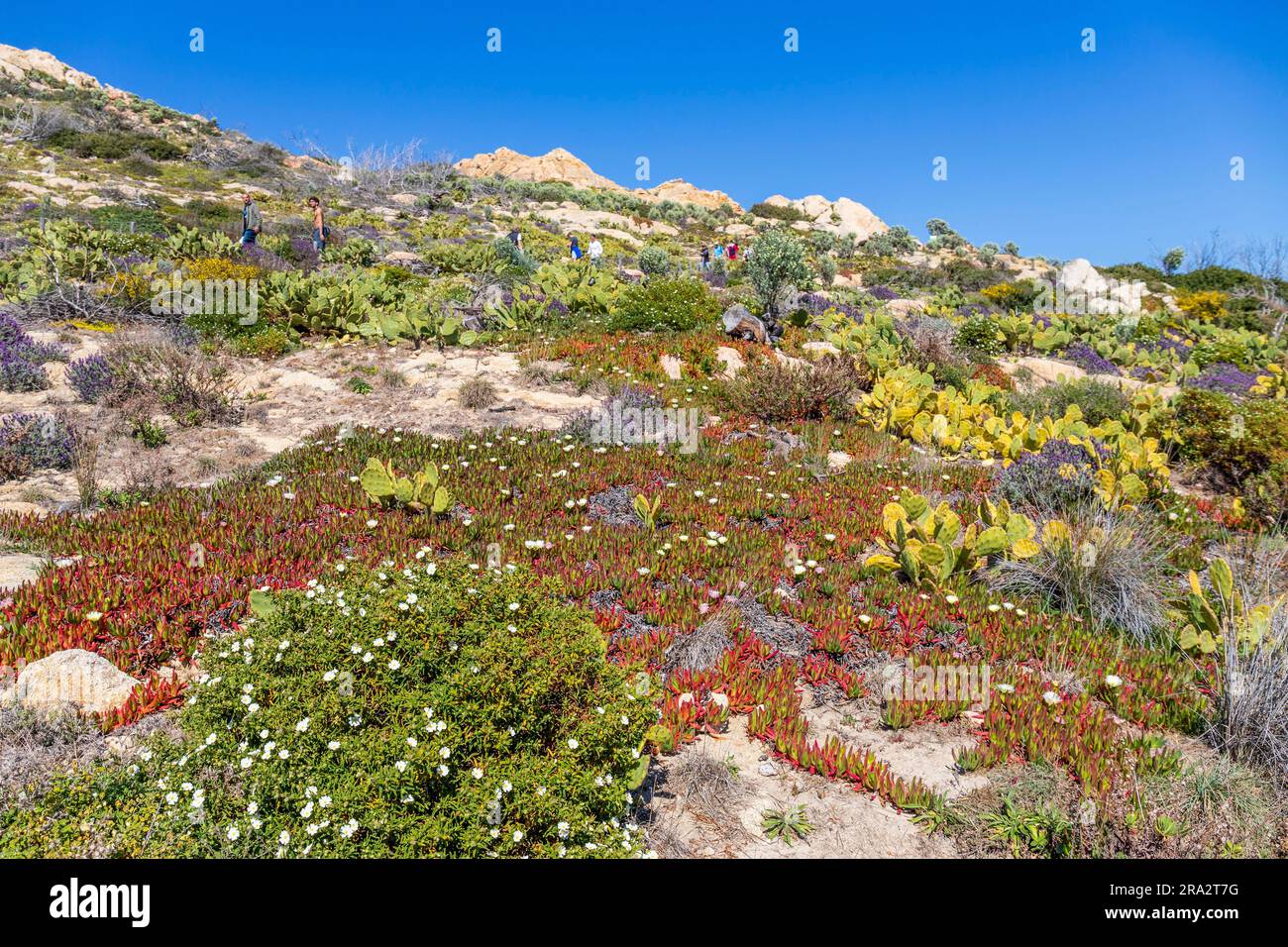 France, Var, Saint-Tropez peninsula, Ramatuelle, seen from the Sentier du littoral towards the Cap Taillat peninsula on a bed of witches claw (Carpobrotus edulis), butterfly lavender (Lavandula stoechas) and Prickly Pear Cactus (Opuntia stricta) Stock Photo