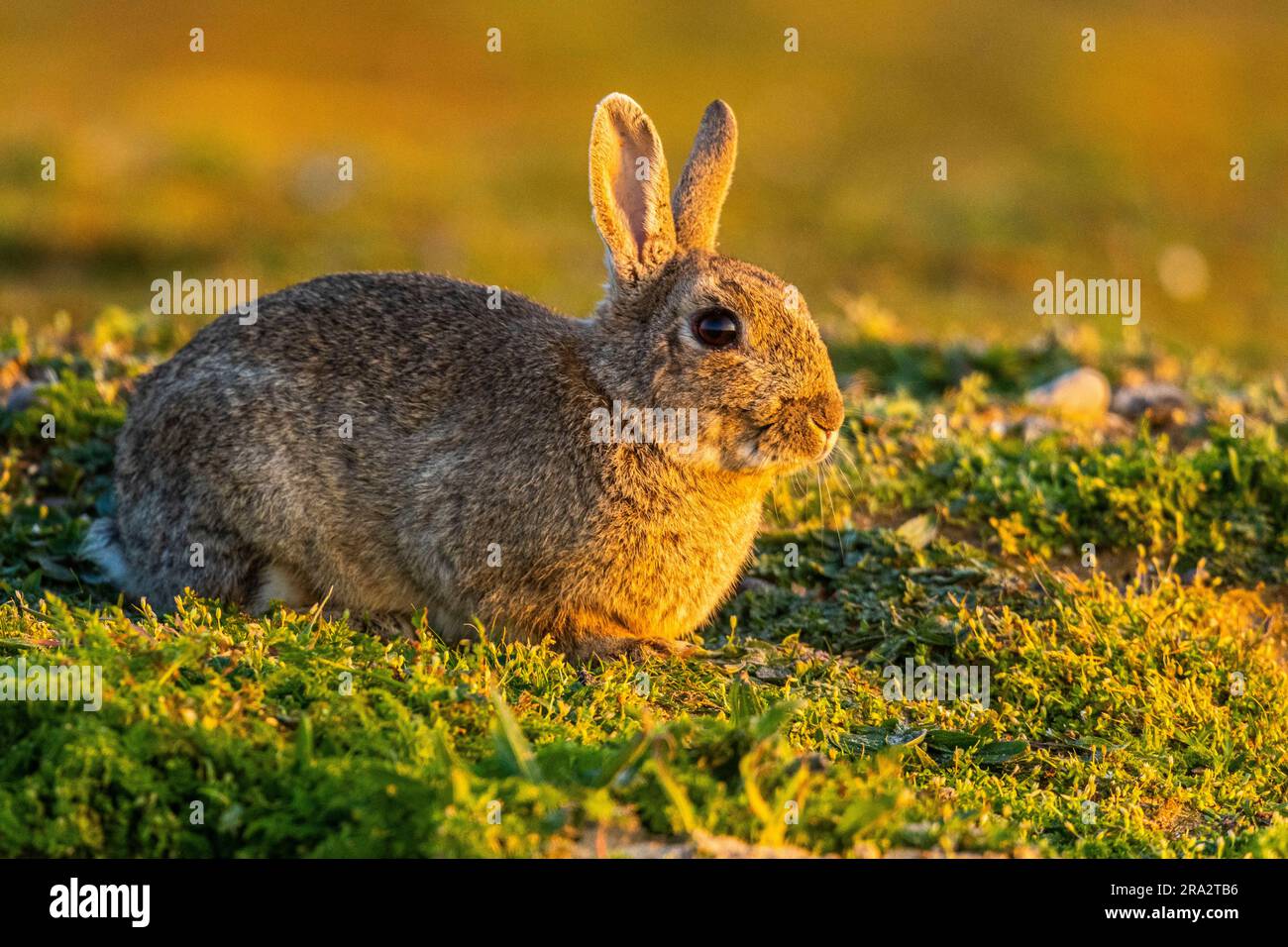 France, Somme, Baie de Somme, Cayeux-sur-mer, Ault, Le Hâble d'Ault ...