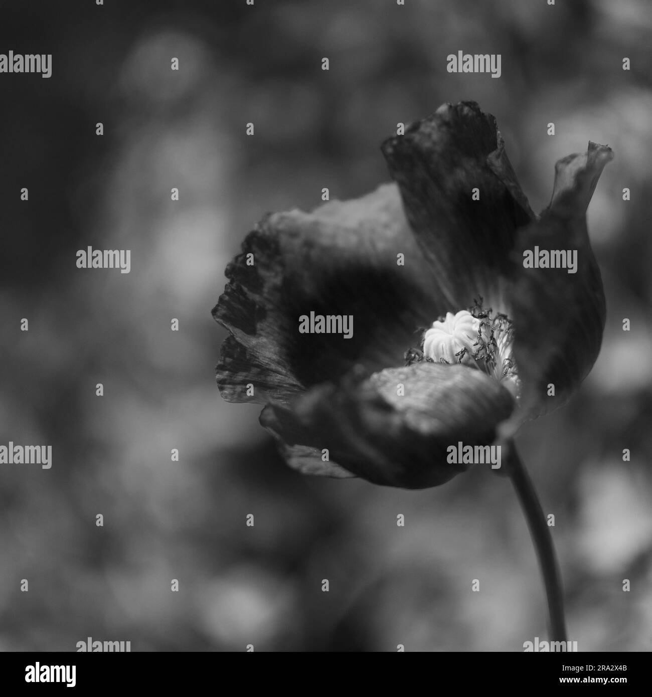 Poppy stem Black and White Stock Photos & Images - Alamy