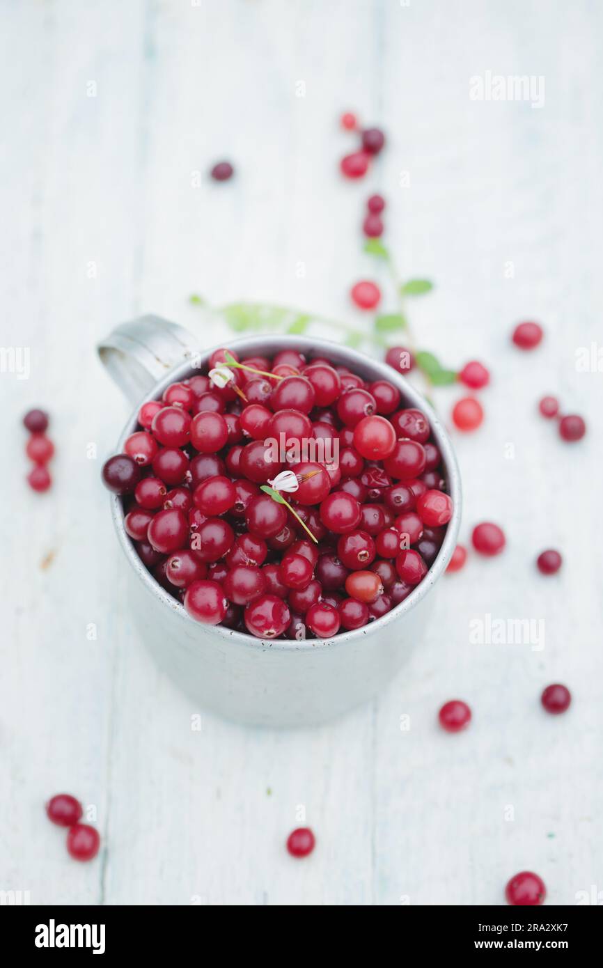 ripe juicy cranberry in vintage metal cup on light background Stock Photo