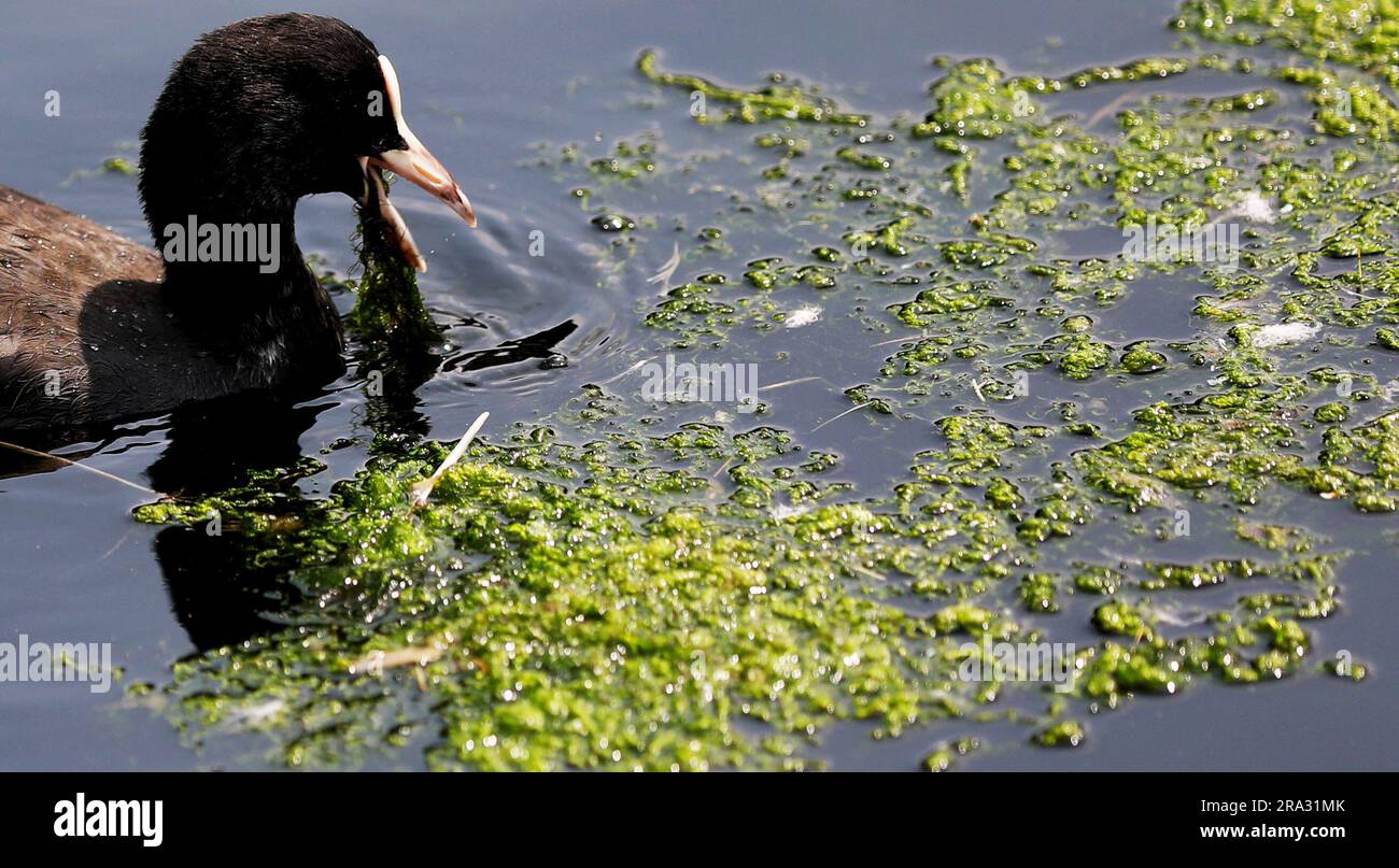 LONDON, June 30, 2023 (Xinhua) -- A coot forages in a section of the River Thames covered by floating duckweed in London, Britain, June 29, 2023. (Xinhua/Li Ying) Stock Photo