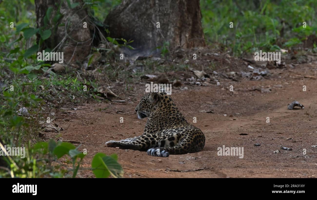 A leopard lying on sandy ground in forest Stock Photo