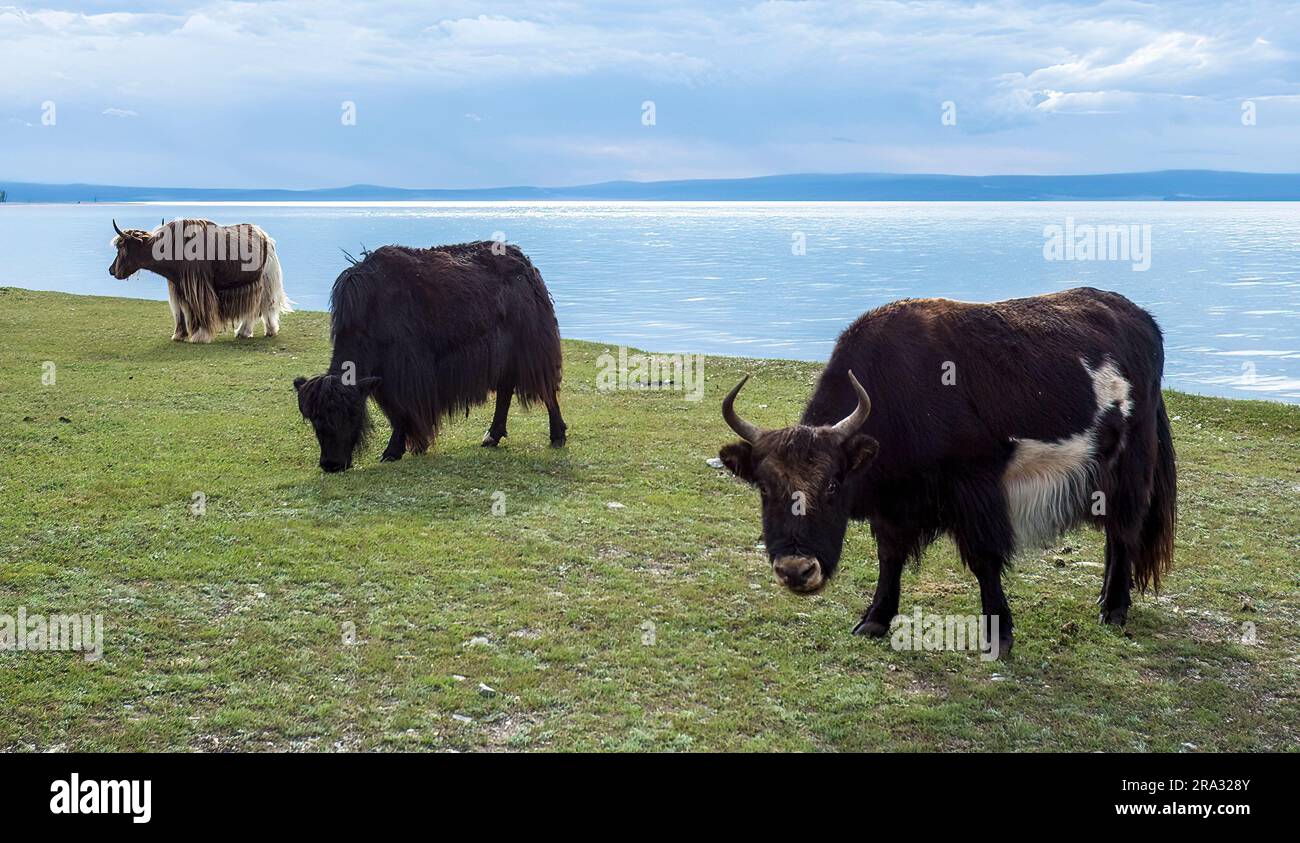 Shaggy cows hi-res stock photography and images - Alamy
