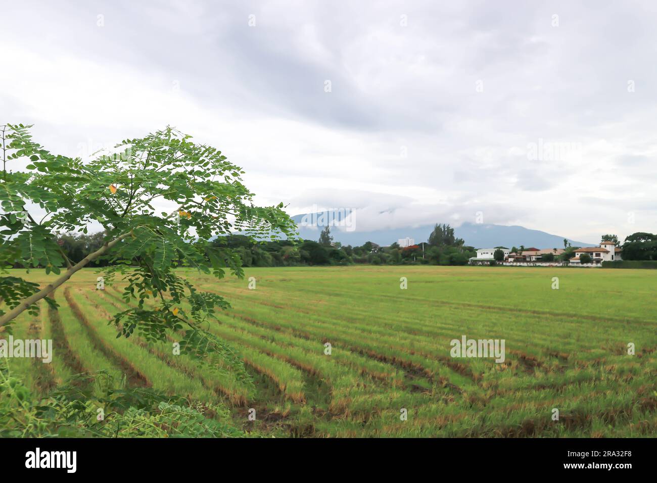 sky ,city and mountain background and Senna siamea tree near the paddy field Stock Photo