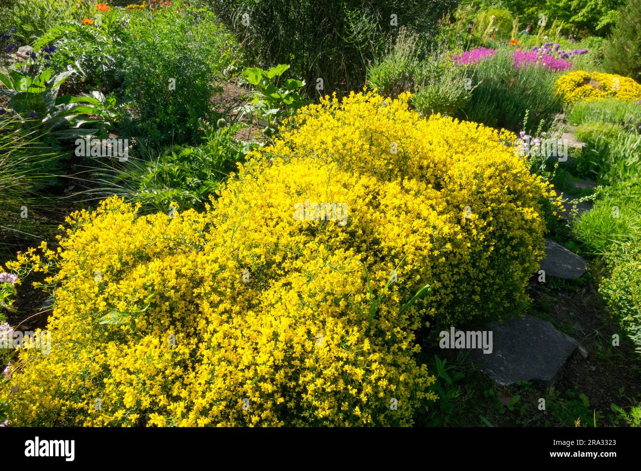 Yellow, Genista lydia, Garden Lydian Broom, Genista garden yellow low prostrate shrub Stock Photo