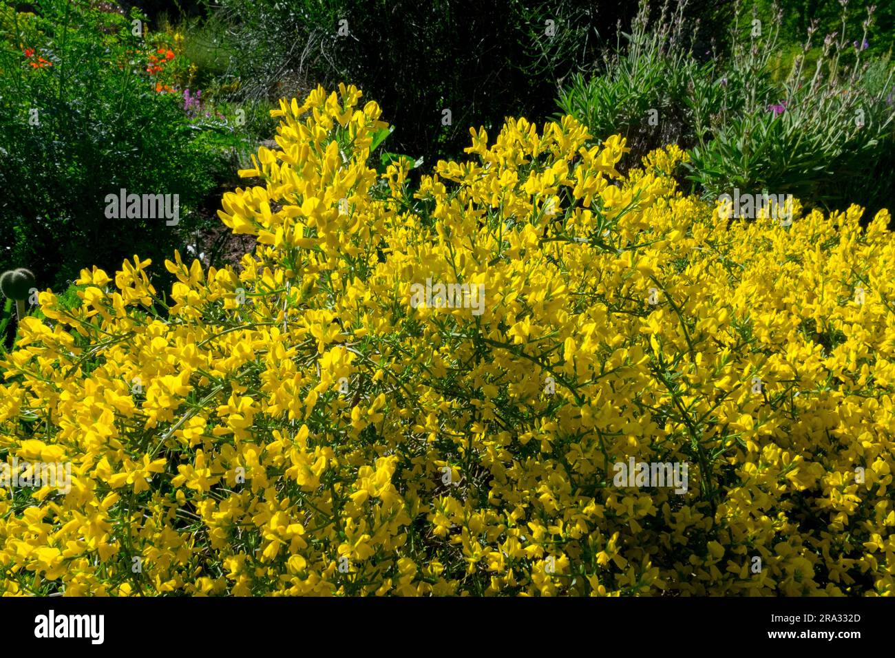 Yellow Genista lydia, Garden, Woadwaxen, Clump-forming, Lydian Broom Stock Photo