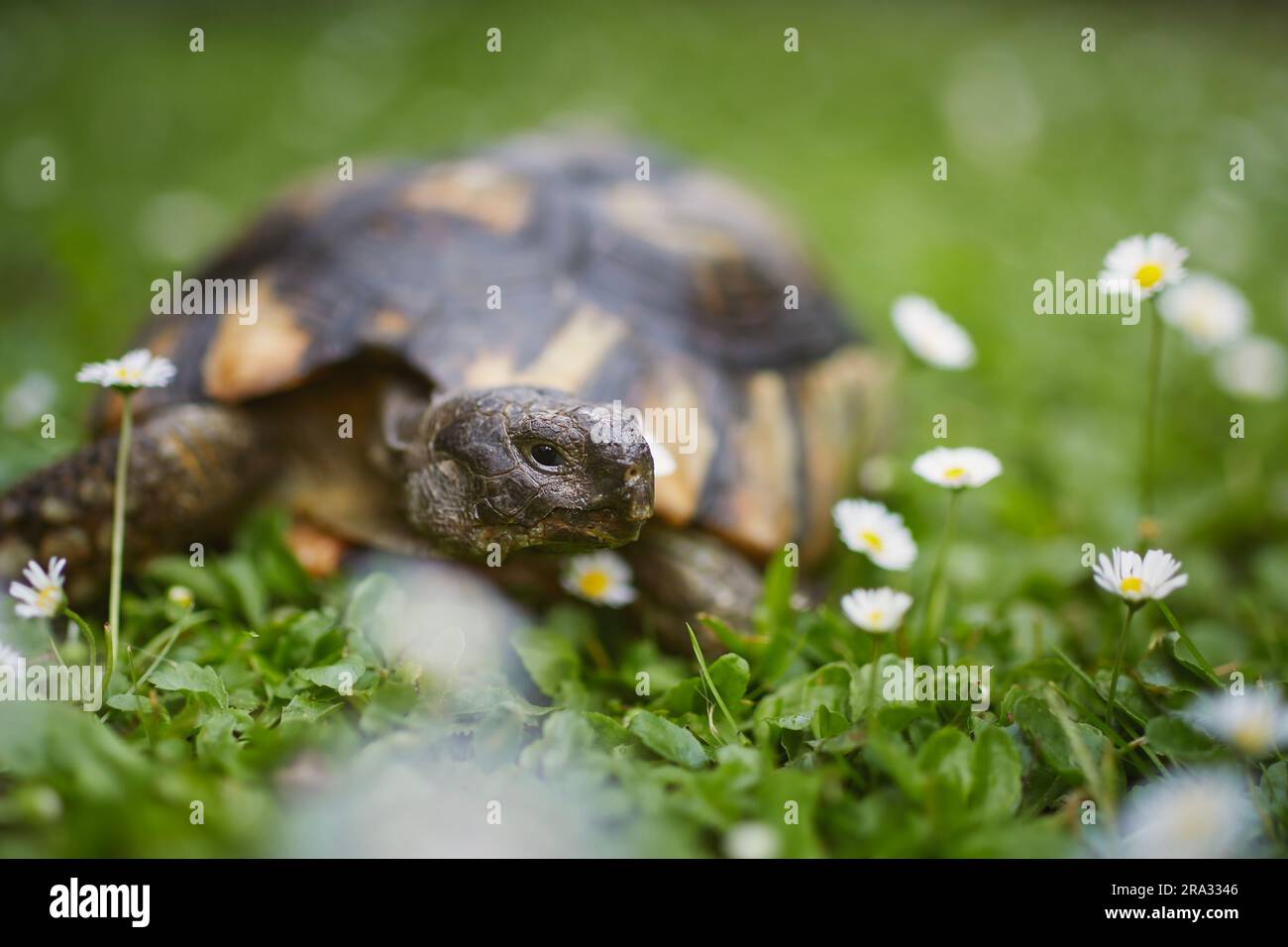 Turtle during slow walking in grass on back yard. Domestic life with pets. Stock Photo