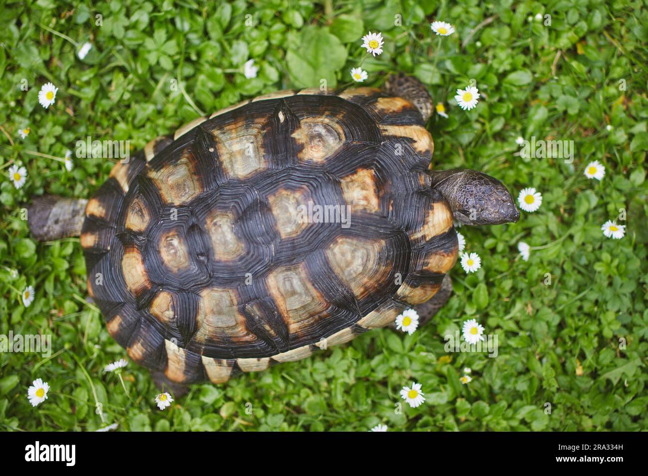 Turtle during slow walking in grass on back yard (selective focus on head). Domestic life with pets. Stock Photo